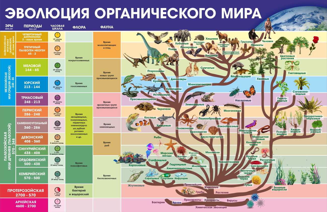 Информация стенд Эволюция органического мира купить в Раменском